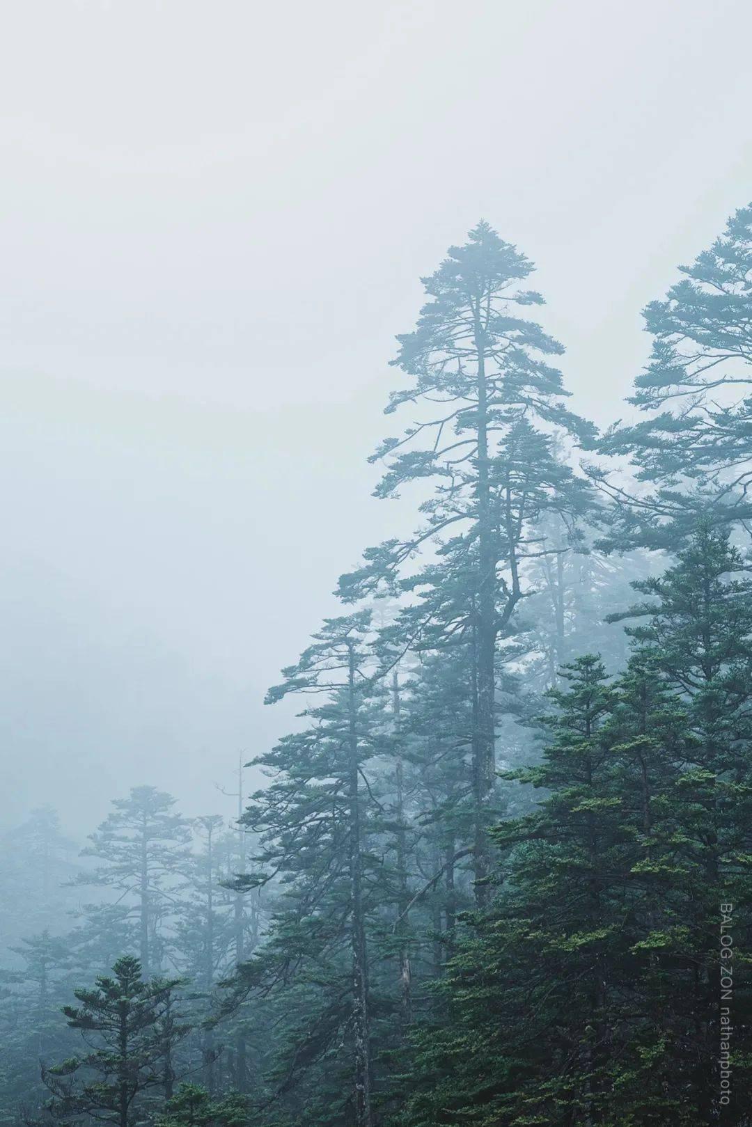 逃出灰绿房